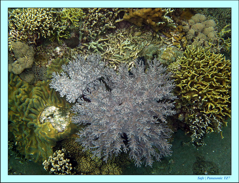 2012 - 07 - Apoh Island 26